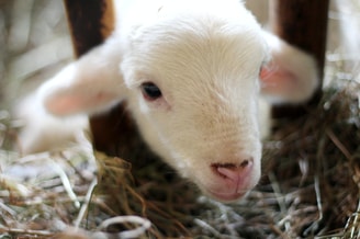 Babygoat