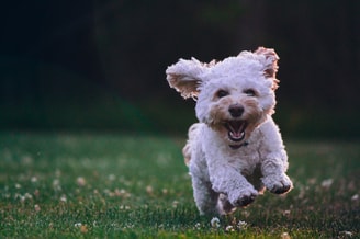 Blije hond blij hondje houdverbod