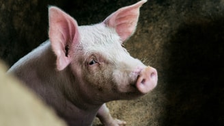 varken wet dieren adema partij voor de dieren amendement vestering pvdd esther ouwehand zielig dierenleed bioindustrie bio-industrie vee-industrie veeindustrie