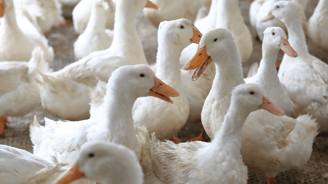 Pvdd eenden eendenhouderij partij voor de dieren 2