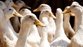 Pvdd eenden eendenhouderij partij voor de dieren