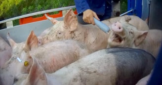 Varkens in nood stroomstoten stroomstoot stroomstootwapen varken verboden verbod totaalverbod
