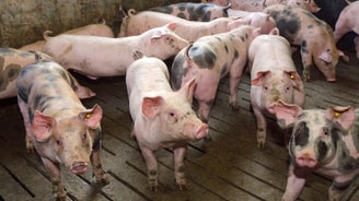 Varkens varkensstal dierenleed adema pvdd vvd d66 wet dieren dierwaardig dierwaardige veehouderij vee industrie