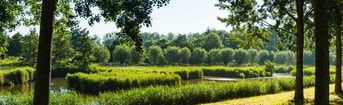 Shutterstock 1463608553 Groen Dordrecht Wilgen Riet Biesbosch