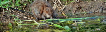 Muskusrat waterkonijn