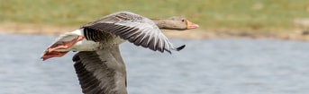 Grauwe gans in vlucht
