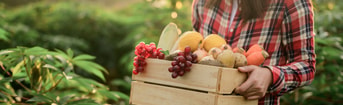Adobe Stock 373094143 Harvest Agriculture Food Health Gezond Voedsel Biologisch web