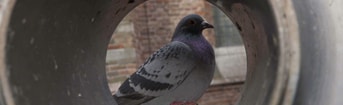 Duiventil Gouda