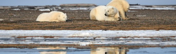 Adobe Stock 335454270 Alaska white polar bear from arctic web