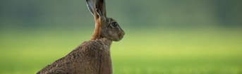 Hare II