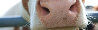 Koe close up