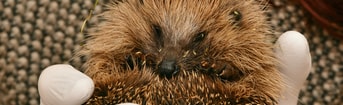 Hedgehog 2074143 1920
