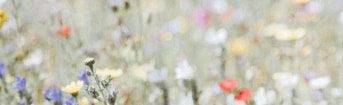 Schone bloemen