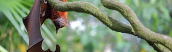 Vleermuis in boom site