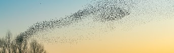 Vogels pvdd drenthe