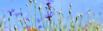 Wilde bloemen