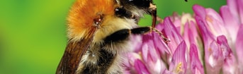 Beestjes