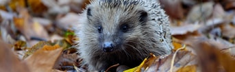 Egel