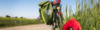 Fietspad klaproos