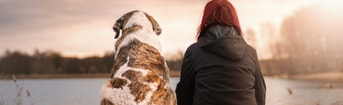 Hond honden huisdier