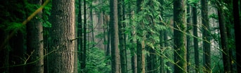 Ruimte Voor Natuur