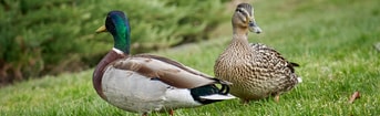 Ducks