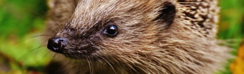 Egel