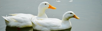 Ganzen vogelgriep frank wassenberg partij voor de dieren pvdd