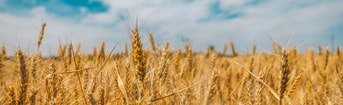 Graan graanveld voedselzekerheid oekraine frank wassenberg partij voor de dieren pvdd