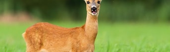 Ree