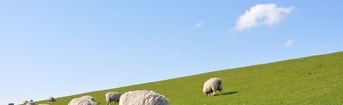 Sheep 1877430 1920