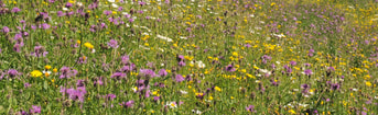 Veilige En Bloemrijke Dijken