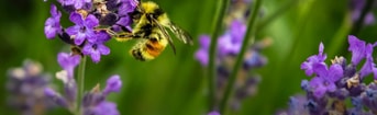 Wilde bij biodiversiteit pvdd partij voor de dieren