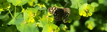 Vlinder ecologisch groenbeheer Amsterdam jpg
