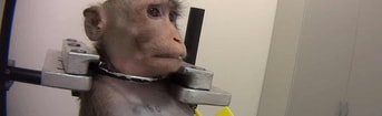 Dieren tellen mee aap dieren experiment
