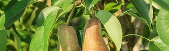 Andreyalpha farm 5317550 1280