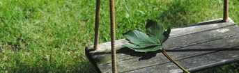 Clickerhappy leaf 2471187 1280