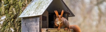 Lysa fotografka squirrel 7460711 1280