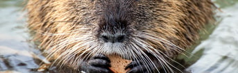 Beaver rat gb9953a154 1920