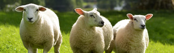 Adobe Stock 341652314 Funny sheep on the field web