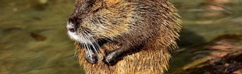 Beaver rat 2909523 1920