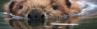 Bever