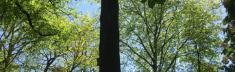 Catharijnesingel Zocherpark Voorjaar Groene Bomen Foto Maarten