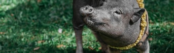 Pexels alexnovii 3178266