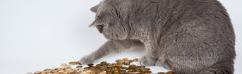 Kat geld 1