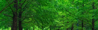 Forest 3524520 1920