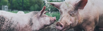 HP Banner Sam
