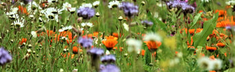 3 Klimaatbiodiversiteitcirculair