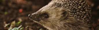 H2 Dierenrechten
