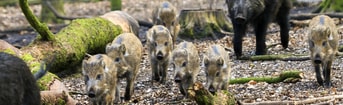 Wilde zwijnen istock 042025